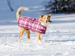 Even though dogs have their own fur coats, they may need a coat during the cold winter months.