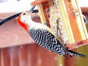 A Red-Bellied Woodpecker clings to a snowy suet feeder. blightylad-infocus Getty Images