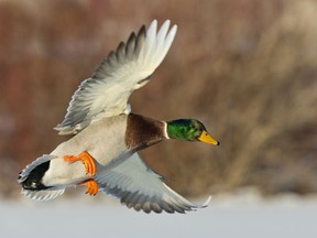 A total of 18 Mallards were located among the total of 167 waterfowls spotted during the Pembroke and Area Field Naturalists' Winter Waterfowl Count held on Jan. 5.  Steve Oehlenschlager - Getty Images