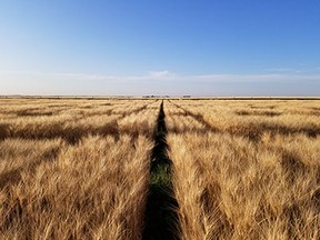 Agriculture and Agri-Food Canada durum wheat plots grown for field testing of fungal disease resistance and yield performance.