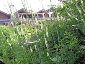 Veronicastrum virginicum (Culver's root) in the Meighen Garden at the Stratford Festival.
(Doug Reberg/Special to the Beacon Herald)