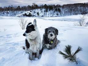Snow Dogs by Dick Moss is the Winter Category Winner in the #saveLUgreenspace photo contest. 'Dixie and Rocky pose on top of the cliff overlooking a frozen Laurentian Beach and a makeshift skating rink,' Moss writes. 'Unfortunately, the spot on which they sit is being evaluated for sale as part of the Laurentian CCAA process.' See more on page A3. Supplied