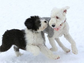 Winston, left, and Diamond play at the dog park at the Gerry McCrory Countryside Sports Complex in Sudbury, Ont. on Monday January 24, 2022. John Lappa/Sudbury Star/Postmedia Network