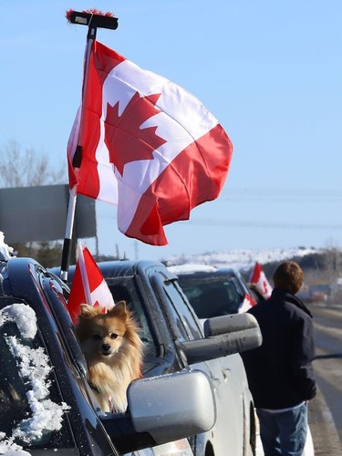 A dog pokes its head out of a truck window as supporters show their support for Freedom Convoy 2022 as it passed through Sudbury, Ont. on Friday January 28, 2022. John Lappa/Sudbury Star/Postmedia Network