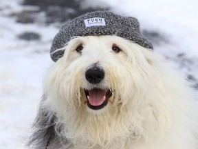 Daisy goes for a walk at Delki Dozzi track in Sudbury, Ont. The weather for Wednesday calls for a good chance for snow with a high of - 7 degrees C. John Lappa/Sudbury Star/Postmedia Network