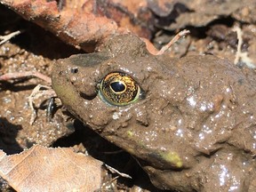 Spring Category Winner: "Reemergence" by Monique Fitzmaurice. 'A frog peeks his head out from the mud as spring arrives at last.' Supplied