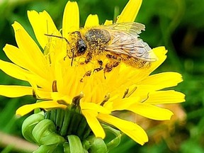 Bee City Timmins hosted a photo contest last year - one of many initiatives undertaken by the team last year. Melissa Kim Rese entered the winning submission showing a close-up of a pollen-covered bee on a dandelion.

Supplied/Melissa Kim Rese