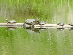 The snapper is very obvious by its huge size compared with the much smaller painted turtles. Note the small size of the snapper’s carapace (shell). This is the pond featured in today's column.