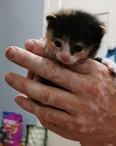 A fundraiser like the Betty White Challenge goes a long way to help a small group like NOAWS assist little ones like this kitten.