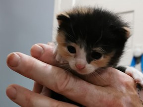 A fundraiser like the Betty White Challenge goes a long way to help a small group like NOAWS assist little ones like this kitten.