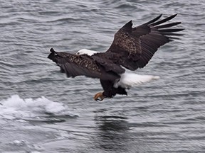 A bald eagle goes fishing in the St. Clair River in this submitted photo from 2014, courtesy of Wallaceburg's Blake Mann. A Christmas bird count in the Wallacburg area in late December counted 16 such eagles.