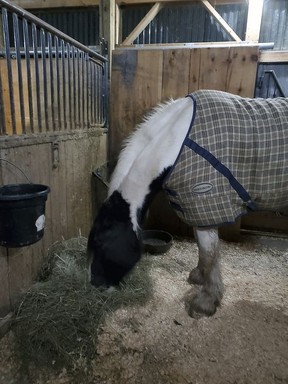 Mystic, a horse from Harmony with Horses in Dutton Dunwich, was given food and kept in a stable overnight after recently being rescued by the local fire department when she was found laying on a patch of ice.