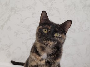 MEET BETTY! Female/Spayed d.o.b. July 4, 2020 Named in honour of the late great "Betty White." Betty is a quiet, friendly lady who is very independent, looking for her furever home! This lovely furball is looking for a home!  In order to see her in purrson, contact the S.P.CA. by calling 403-854-3700. Hanna SPCA photo