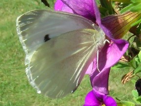 Cabbage white butterfly. (supplied photo)
