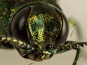The emerald ash borer was introduced to southwestern Ontario in the late 1990s, spawning major ecological and economic impacts. Brent J. Sinclair