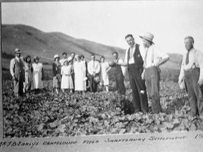 •	73.568.5 – J.B. Early, in hat, hosts a group of curious visitors in his Early’s Gardens cantaloupe field, River Lot 1 Shaftesbury Trail, in 1932. The nutritious fruit, some say vegetable, of the cucumber family, was a rare crop for the predominantly cool climate of this northern Alberta site. A year later, September 1933, Canadian Governor General Lord Bessborough and his vice-regal party, visited the Gardens during their Peace Country journey. They were amazed to see the variety of flowers Early and wife, Polly, were able to grow this far north.