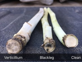 Verticillium stripe, like blackleg, will cause discolouration inside the stem. Blackleg infection (centre) tends to be darker with distinct wedge shapes. Verticillium stripe tends to cause grey discolouration throughout the stem cross section (left). (Canola Council of Canada)
