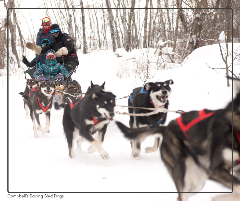 Melfort sled dog team wins big in Manitoba | Nipawin Journal