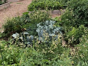 The Devon Community Garden has more than 50 plots that allow gardeners to grow their own food. (Devon Communities in Bloom)