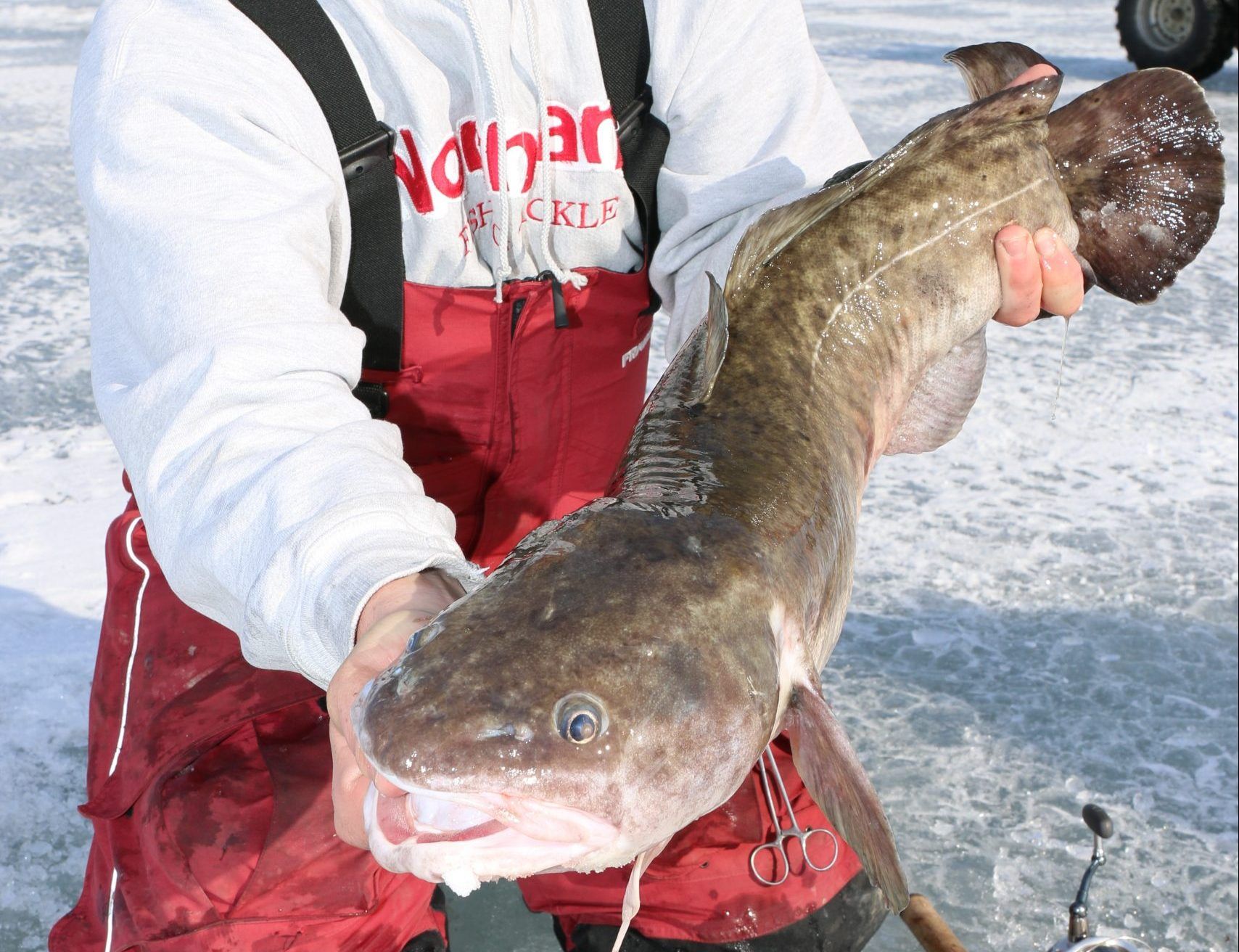 THE LIVEWELL: Catch a burbot this winter