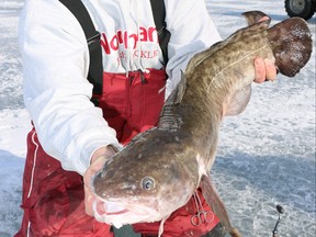 Sean McAughey with a nice burbot from Lake of the Woods.