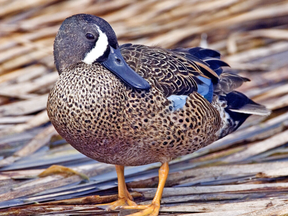 blue-winged teal