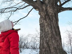 Ryden Durnford, 7, looks up at a large maple tree that sits on the property line between the land owned by her parents and the site of a proposed warehouse development in St. George. Submitted