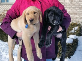 Mirjam Lagro, volunteer puppy starter/sitter with Autism Dog Services, recently received pups from Pacific Assistance Dogs Society in Calgary that she is starting before they move to a foster family.