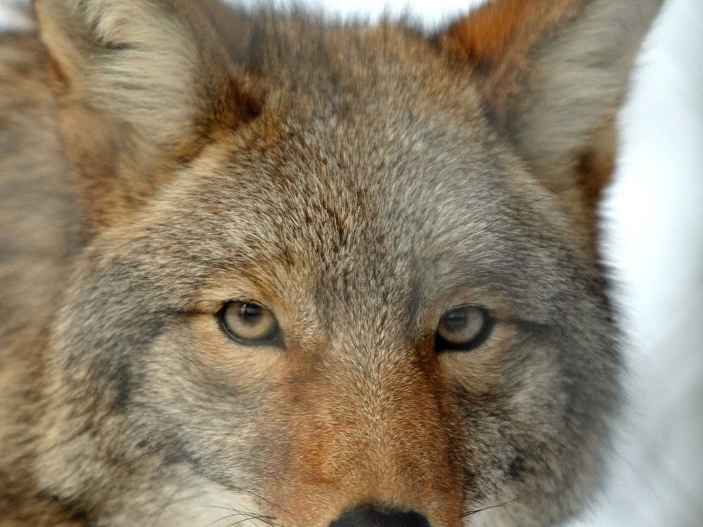 Coyote headshot