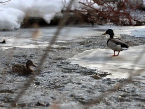 Ducks congregate in the creek by Brockville's Ferguson Falls on Wednesday afternoon as ice melts. (RONALD ZAJAC/The Recorder and Times)