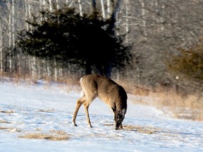MacGregor Collegiate Institute is putting a call out to hunters for deer hides. (file photo)