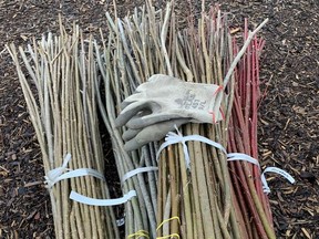 Live stakes are sections of limbs without leaves that are cut and then stuck into soft, moist soil, writes gardening expert John DeGroot. Stakes are usually one-quarter to one inch in diameter and about three to five feet long. John DeGroot photo