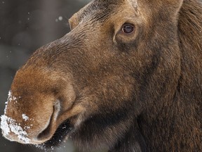 The province is making some changes to moose hunting regulations to protect the species population. (file photo)