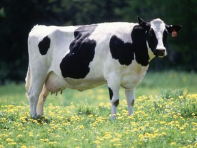 holstein