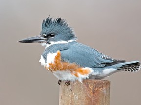 A Belted Kingfisher was one of the more interesting sightings made during the Chris Michener Memorial Christmas Bird Count in the Eganville area that was held on Dec. 15, 2021. Getty Images