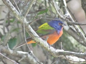 A Painted Bunting was spotted in the Quadeville area during the last week of December and first week of January. This is only the third time this rare bird has been spotted in Renfrew County. Getty Images
