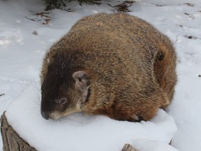 Groundhog Day has come and gone and any dreams of an early spring have gone with it.  In our part of the world groundhogs (or woodchucks) are still sound asleep and won’t likely surface until early May.
