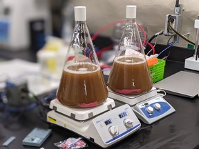 This image shows yeast being cultivated underground at SNOLAB, in Creighton. The yeast was used to craft Cosmic Rays, a charity beer celebrating SNOLAB's tenth anniversary. SUPPLIED IMAGE