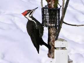 Offer it and they will come. Our local woodpeckers readily come to suet. Like all woodpeckers, this pileated female uses her tail as a prop while feeding.