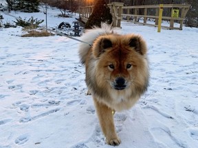 Chow Chow Luna serenely strides from the setting sun into London's Civic Garden Complex.