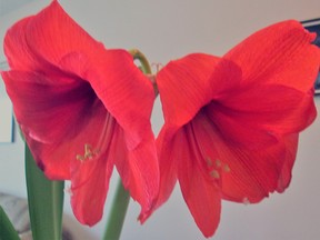 These 18 cm/7 inch orangey-red amaryllis blooms have history. Read how it all came about. (Ted Meseyton)