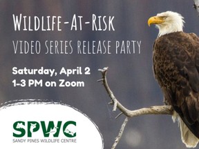Sandy Pines Wildlife Centre (SPWC) is set to release a five-part video series with accompanying lesson plans on species-at-risk in Ontario.