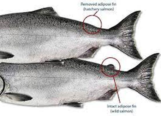 The presence or absence of the dorsal or adipose fin on a Rainbow trout indicates if it is natural or a stocked fish. [Facebook]