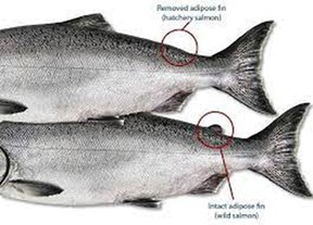 C.A.S.T. Fish Tip #7: How to Catch a Salmon with a Kids Cadence