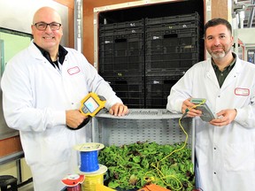 Researchers Sébastien Villeneuve (left) and Louis Sasseville (right) during a trial to assess the state of conservation of lettuce after its passage through the devices for simulating food transport conditions.
 (file photo)