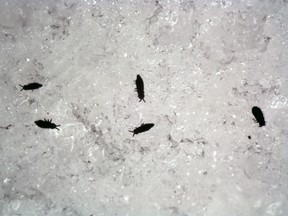 Snow fleas on the ice. (supplied photo)