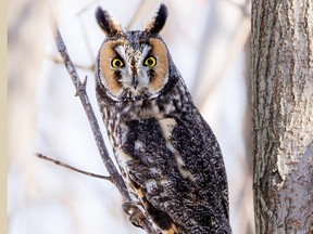 Over the last three decades, Birdwatch columnist Ken Hooles has only received two reports of a Long-eared Owl sighting in Renfrew County. Siva Kumar Nimmadala photo