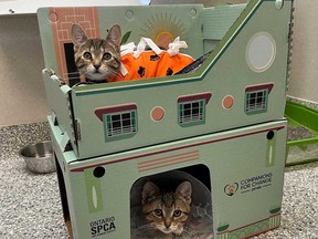 Two kittens enjoy their two-storey, Florida-themed dwelling while awaiting adoption through the SPCA.