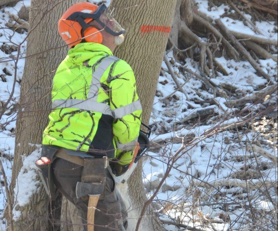 Damaged ash trees removed from Owen Sound park Owen Sound Sun Times