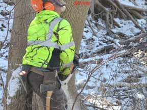 Logger Chris McComb cuts down a diseased ash tree at St. George's Park in Owen Sound on Tuesday, March 29, 2022.
